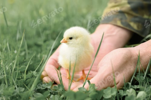 Preview: cute little tiny newborn yellow baby chick in male hands of farmer on green grass background
