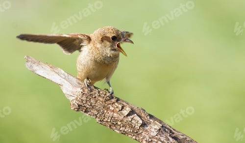 Preview: Red-backed shrike, Lanius collurio. A young bird asks for food from its parents