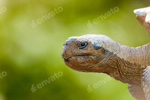 Preview: Closeup tortoise peeking head out of shell