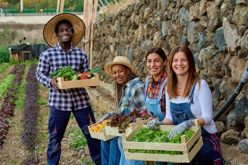 Preview: Cheerful multiracial farmers with fresh vegetables in boxes on plantation