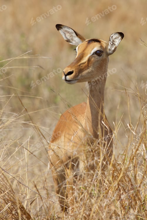 Preview: Impala Portrait