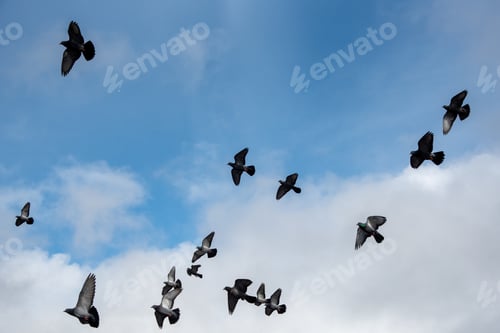 Preview: Group of black pigeon birds flying in the cloudy sky.