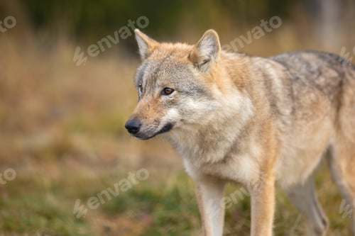 Preview: Beautiful female grey wolf standing in the forest
