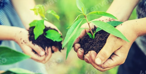 Preview: children plant plants together in their hands. Selective focus.