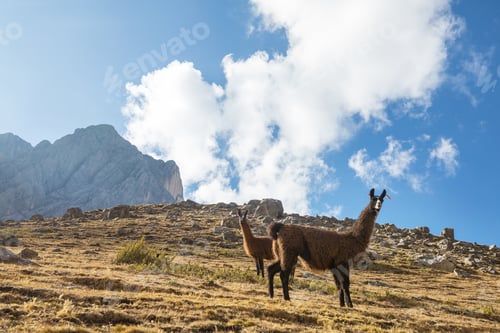 Preview: Llama