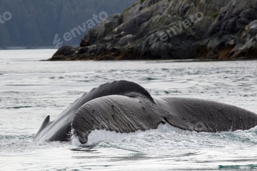 Preview: Tail of Humpback Whale on rocky shore, Alaska