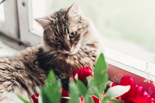 Preview: cute cat sitting on window sill and looking out in light