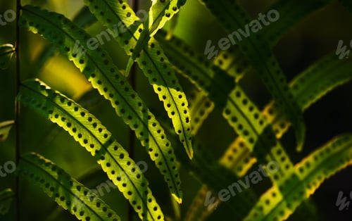 Preview: Close-up view of the green fern leaves in tropical forest