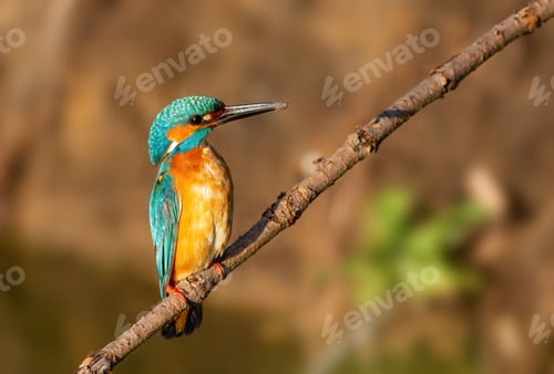 Preview: Common kingfisher, Alcedo atthis. An adult male bird sitting on a branch in a blurred background