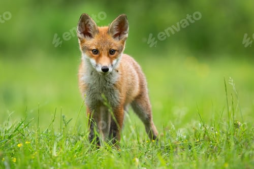 Preview: Little red fox watching on glade in summer sunlight