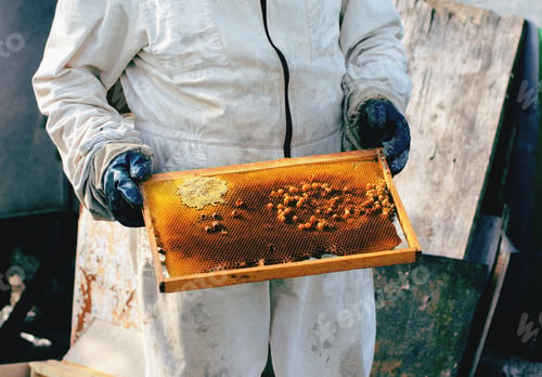 Preview: Beekeeper holds frame filled with honey and bees