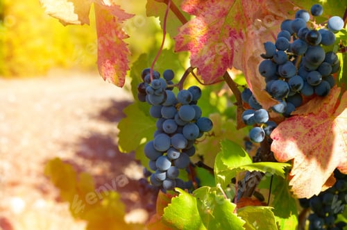 Preview: Ripe grapes on vine in Crimea Ukraine vineyards