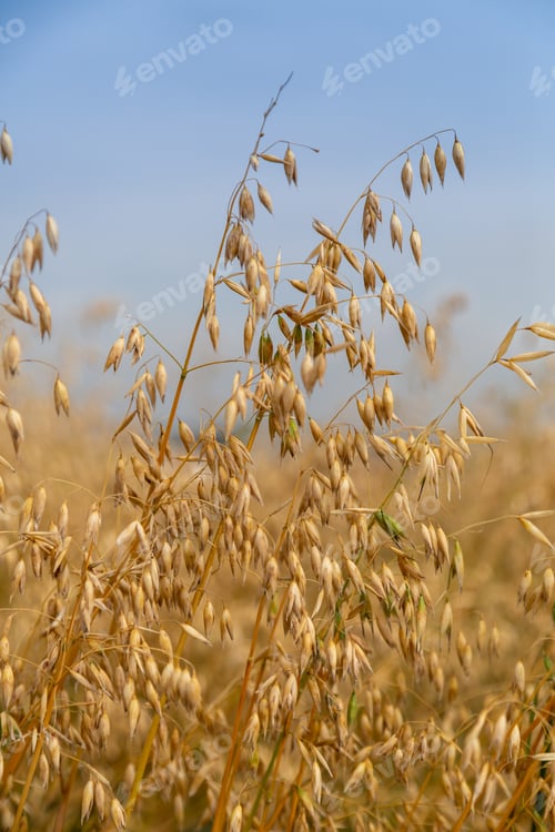 Preview: Golden ears of oat on the field