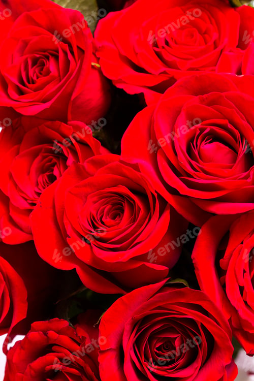 Preview: Red roses