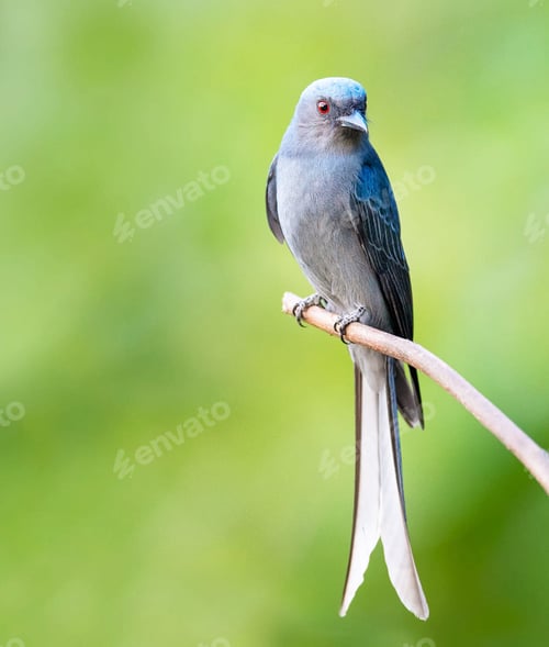 Vorschau: Eine Weltreise mit wunderschönem Bild der chinesischen Tierwelt