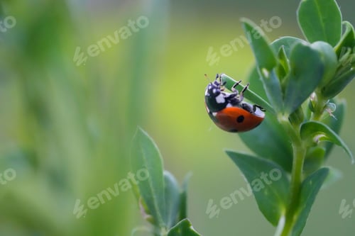 Preview: Closeup shot of a ladybug beetle on the green leaf