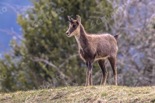 Preview: Chamois looking at camera