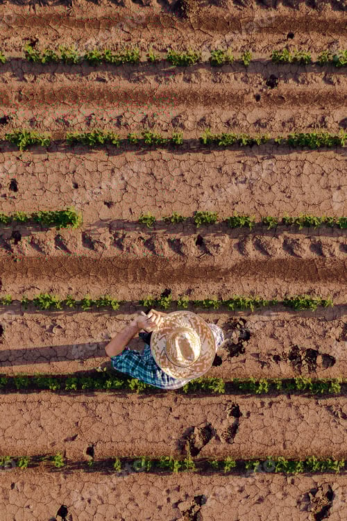 Visualização: Vista aérea do agricultor no campo de soja