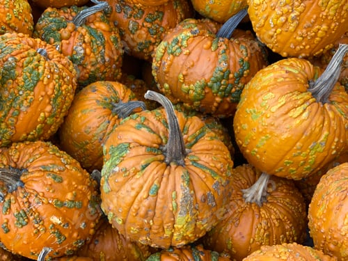 Preview: Looking down on a still life of orange Knucklehead pumpkins at the grocery store in Autumn