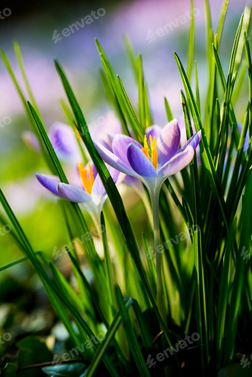 Preview: Close up of pale purple crocuses with bright yellow stamens and green grass-like leaves.
