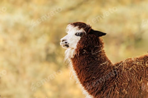 Preview: Brown Llama Close-up Portrait with Fluffy Wool Coat