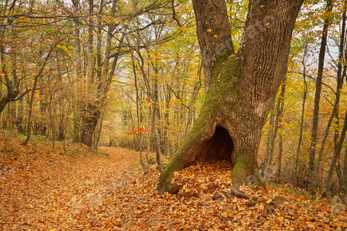 Preview: Hollow in oak tree