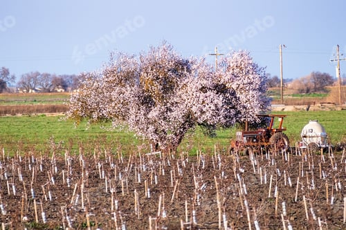 Preview: Fruit tree in bloom