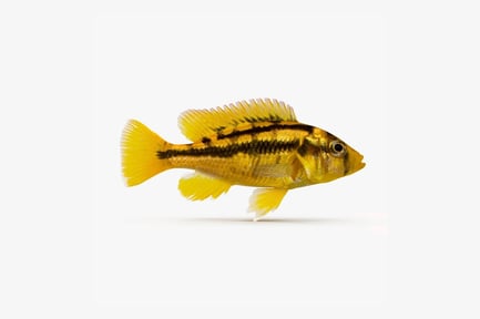Preview: Haplochromis Sauvagei: African Cichlid with Striking Yellow and Black Pattern