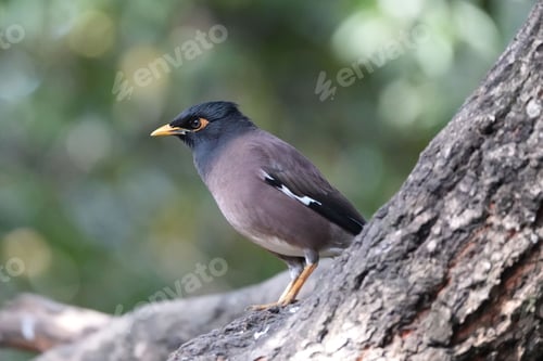 Preview: Closeup shot of an Indian myna, Acridotheres tristis.