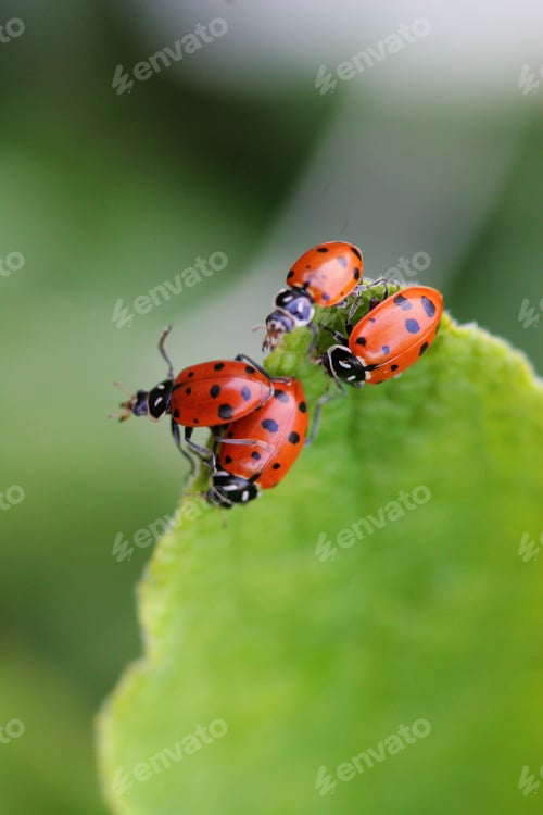 Preview: Four ladybugs on the tip of a green leaf