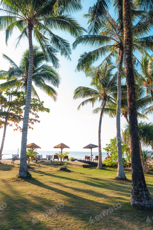 Preview: Palm trees on an island by the beach in the morning