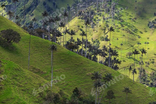 Preview: Cocora