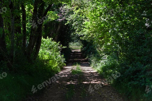 Preview: Walk in the leafy forest