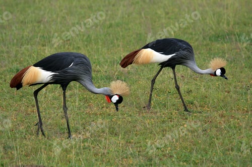 Preview: Crested / Crowned Crane, Uganda, Africa