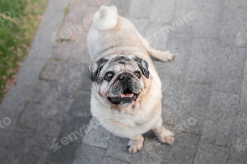 Preview: Happy cute dog. Old pug breed sitting on green grass in garden. Old dog concept. Senior dog