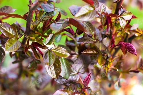 Preview: tree leaves close up on a summer day