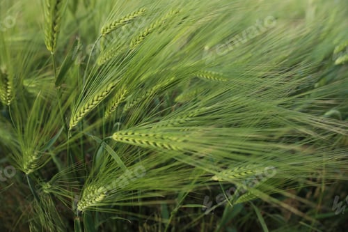 Preview: Wheat spikes growing in field outdoors, closeup
