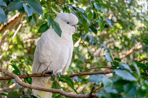 Preview: White Sulphur-crested cockatoo sitting on a tree. Australian wildlife nature