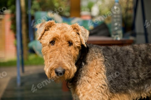 Preview: dog, pet, terrier, dogs