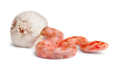 Preview: Corn snake hatching, Pantherophis guttatus guttatus, also know as red rat snake