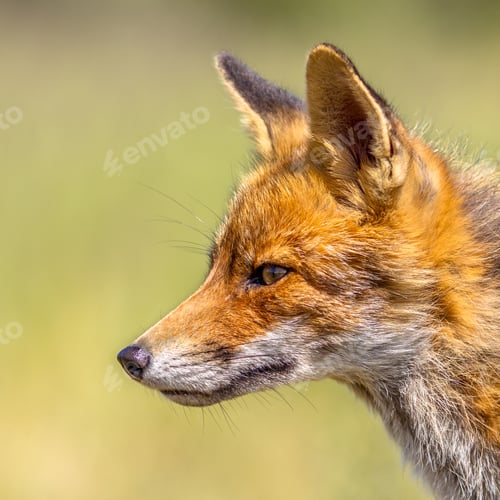 Preview: Red Fox portrait sideview
