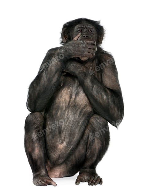 Preview: speak no evil monkey