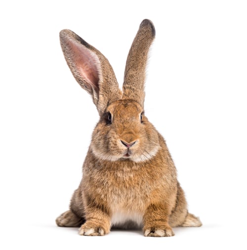 Preview: Flemish Giant rabbit, 6 months old, in front of white background