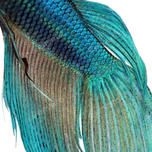 Preview: Close-up on a fish skin - blue Siamese fighting fish - Betta Splendens