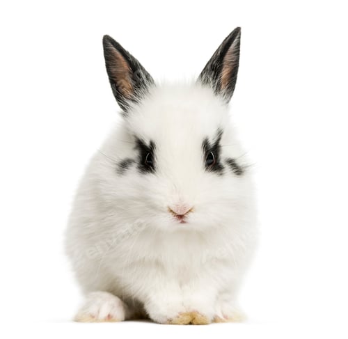 Preview: White rabbit sitting, isolated on white