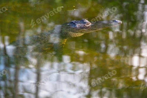 Preview: Alligator