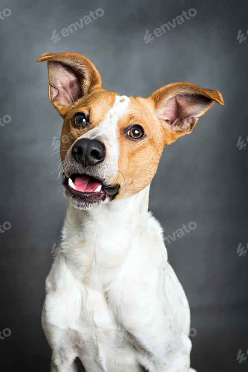 Happy Dog Smiles with Head Tilt