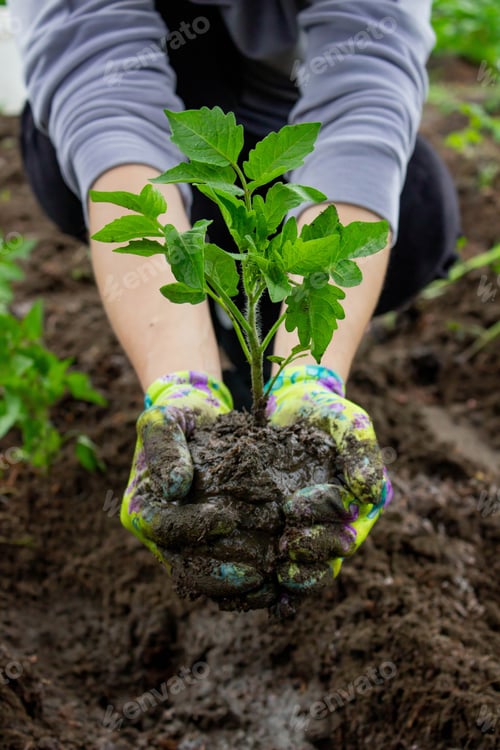 Preview: Farmer planting tomatoes in the garden. Planting a plant.