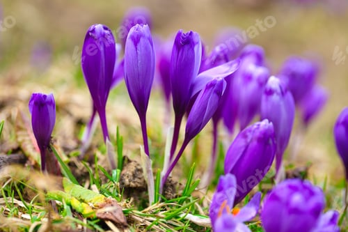 Preview: Purple crocus flowers in snow awakening in spring