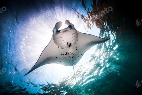 Preview: Underwater low angle view of Manta Ray (manta alfredi) feeding at ocean surface, Bali, Indonesia